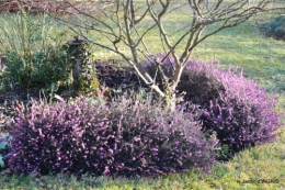 premières fleurs février,la pluie,la fauvette,hélébores 051.JPG