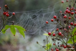 brouillard le matin d'automne 097.JPG