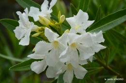 jardin,papillons,Cadouin,légumes,Sophie, 191.JPG