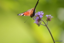 coeur des fleurs,papillons,libellules 120.JPG