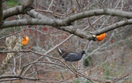 poule d'eau,travaux et dernières fleurs,tonte,sapin bois 017.JPG