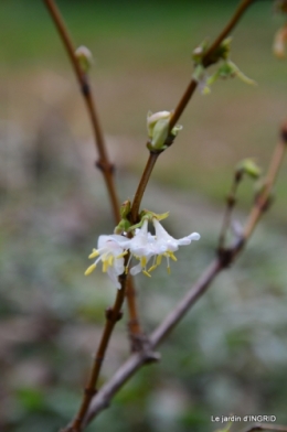 jardin en hiver,à Ciron 042.JPG