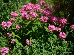 l'ange,puces Cadouin,Romane,piscine,phlox,échinacéas 134.JPG