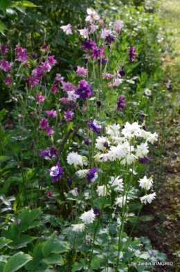 jardin soir et matin 083.JPG