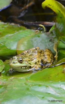 puces Lalinde,bébés canards,au moulin souci 087.JPG