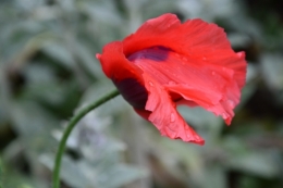 DSC_0660.JPG