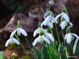 perce-neige,héllébore,oiseaux,bois 081.JPG