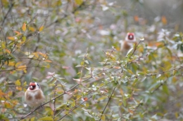 les oiseaux sur terrasse 020.JPG