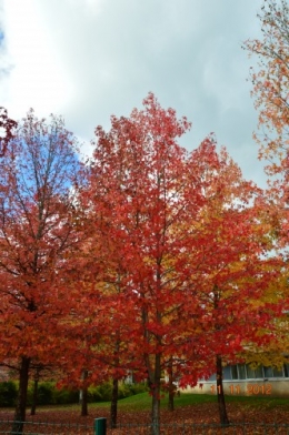 petit érable,le canal et lejardin àl'automne 123.JPG