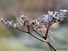 Mompazier,oiseaux,givre 098.JPG