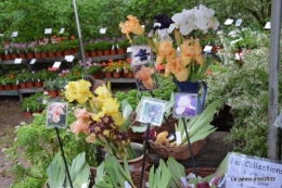 Fouleix,marguerites,hostas 018.JPG
