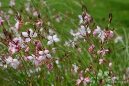 papillons,Lalinde,jardinseptembre,bouquet 103.JPG