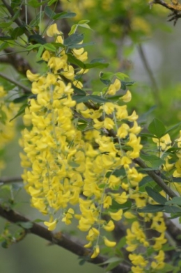 jardin,printemps,avril