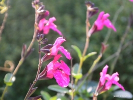 jardin,troc graines,coucher de soleil,la Brenne 040.JPG