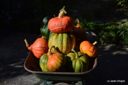 citrouilles,jardin matin et soir 117.JPG