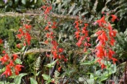 après la pluie,Tuillères,Mne Peirichou fleurs 008.JPG