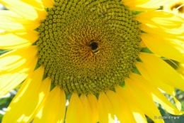 tournesols,podium,Lucas,jardin,Calès 070.JPG