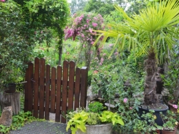 potager,chenille,pour le 18 juin,tour du jardin 092.JPG