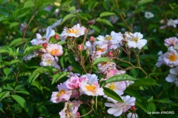 Tour du jardin mai avant et apres tonte 043.JPG