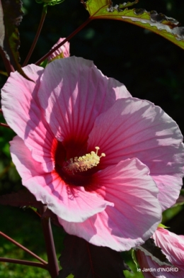Ines,bouquet,hibiscus rose,cygnes,jardin 135.JPG