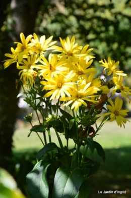 jardin,puces Lasmonzie,asters 126.JPG