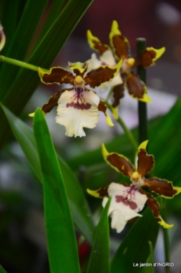 Orchidées,Noel jardiland,lever du soleil 029.JPG