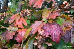 Jardin à l'automne 006.JPG