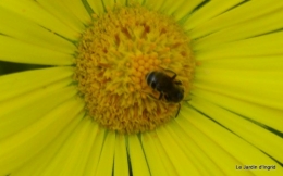 pavots,cours d'osier;dans la mare 038.JPG