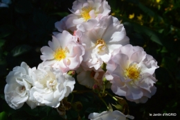 le jardin de Frescati,roses 081.JPG