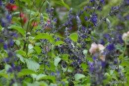 après la pluie,Tuillères,Mne Peirichou fleurs 052.JPG