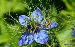 Cadouin,ancolies,roses,pollen,osier,photos Fabien,coquelicots 084.JPG