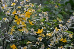 géraniums,glycine Monpazier,cabane,arums,fleurs sauvages 121.JPG