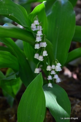 géraniums,glycine Monpazier,cabane,arums,fleurs sauvages 060.JPG