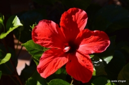 jardin début d'automne ,Sophie,rouge 091.JPG