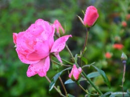 jardin,troc graines,coucher de soleil,la Brenne 030.JPG