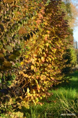 fin de l'automne,Lalinde,bouquet de l'avent 042.JPG