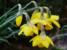 pluie,violettes,hélébores,jonquilles,jardin 094.JPG