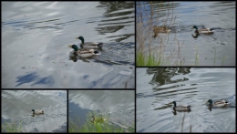 2013-04-28 ancolies,asphodéline,Mouleydier,géraniums vivaces4.jpg