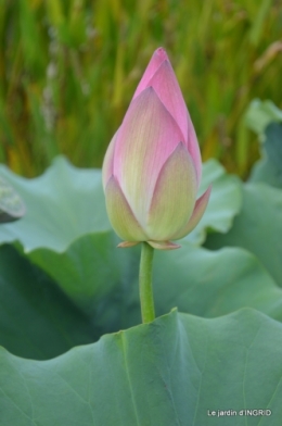 orage,puces,bouquet,Anniv.Ines,Brantome,Jardins d'eau 275.JPG