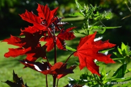 l'albizia,les Forbans,brocante Beaumont,dalhias 102.JPG