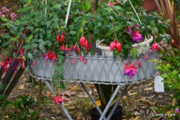 jardin,St Avit Seigneur brocante,Neuvic fête des plantes 094.JPG