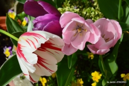 jardin printemps 134.JPG