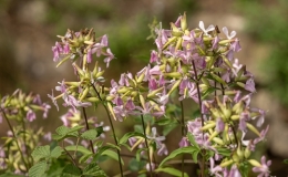 saponaria-officinalis-172249.jpg