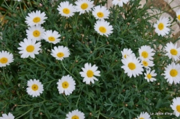canal,fleurs blanches,marguerites,LE FLEIX,osier 015.JPG