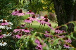 jardin juillet 010.JPG