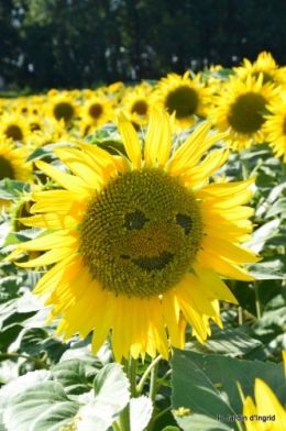 tournesols,podium,Lucas,jardin,Calès 073.JPG