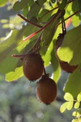 jardin,fruits,Caro,papillons,manthe religieuse,Lalinde 061.JPG