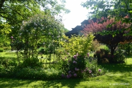 les roses,les 4 filles,jardin,Julie,coquelicots,cygnes 027.JPG