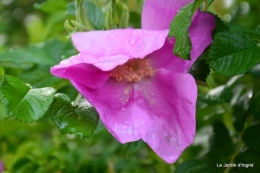 jardin,roses,cabane 146.JPG