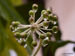 oiseaux cacaouettes gouttes,petits fruits 049.JPG